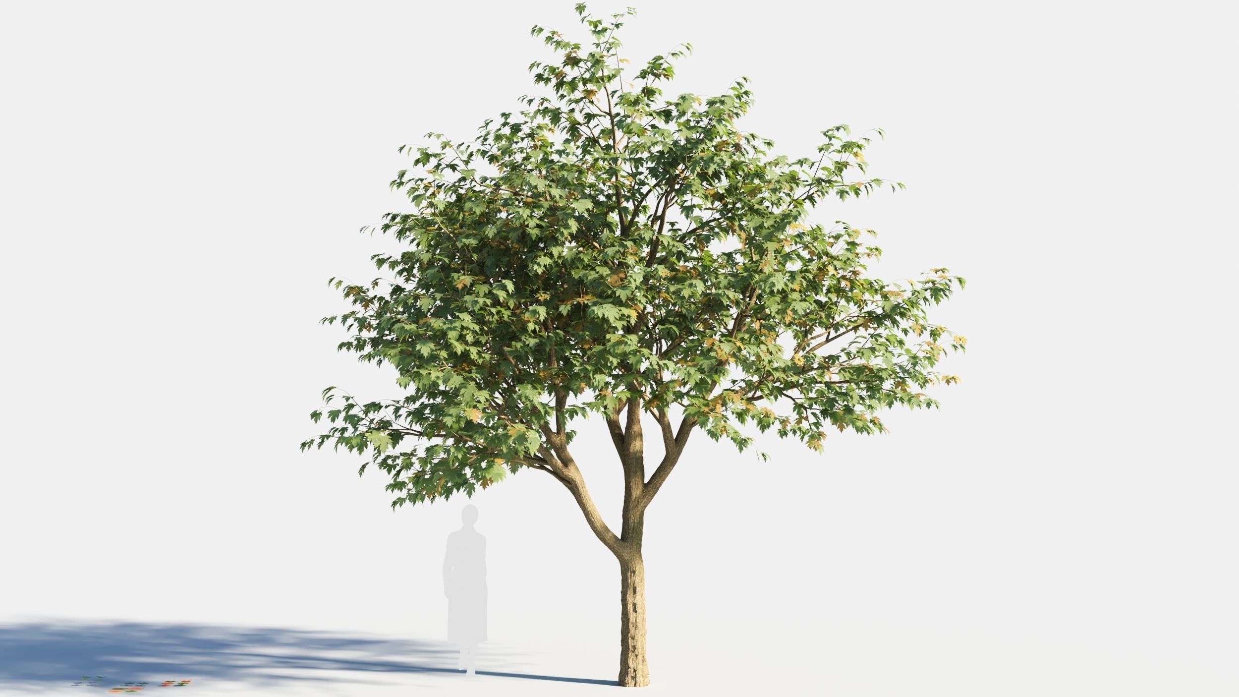 Acer saccharinum-1 3D model_7