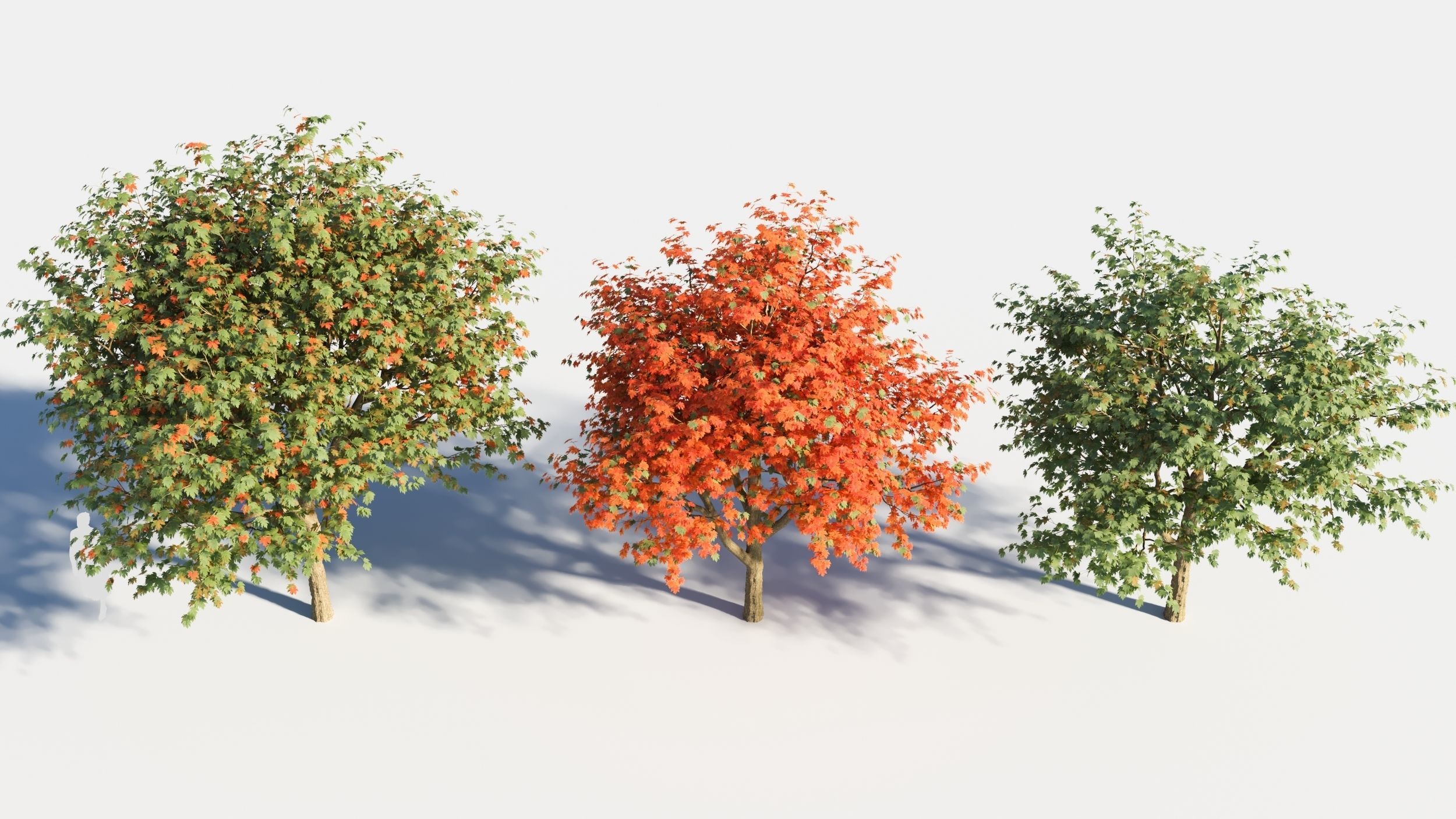 Acer saccharinum-1 3D model_4