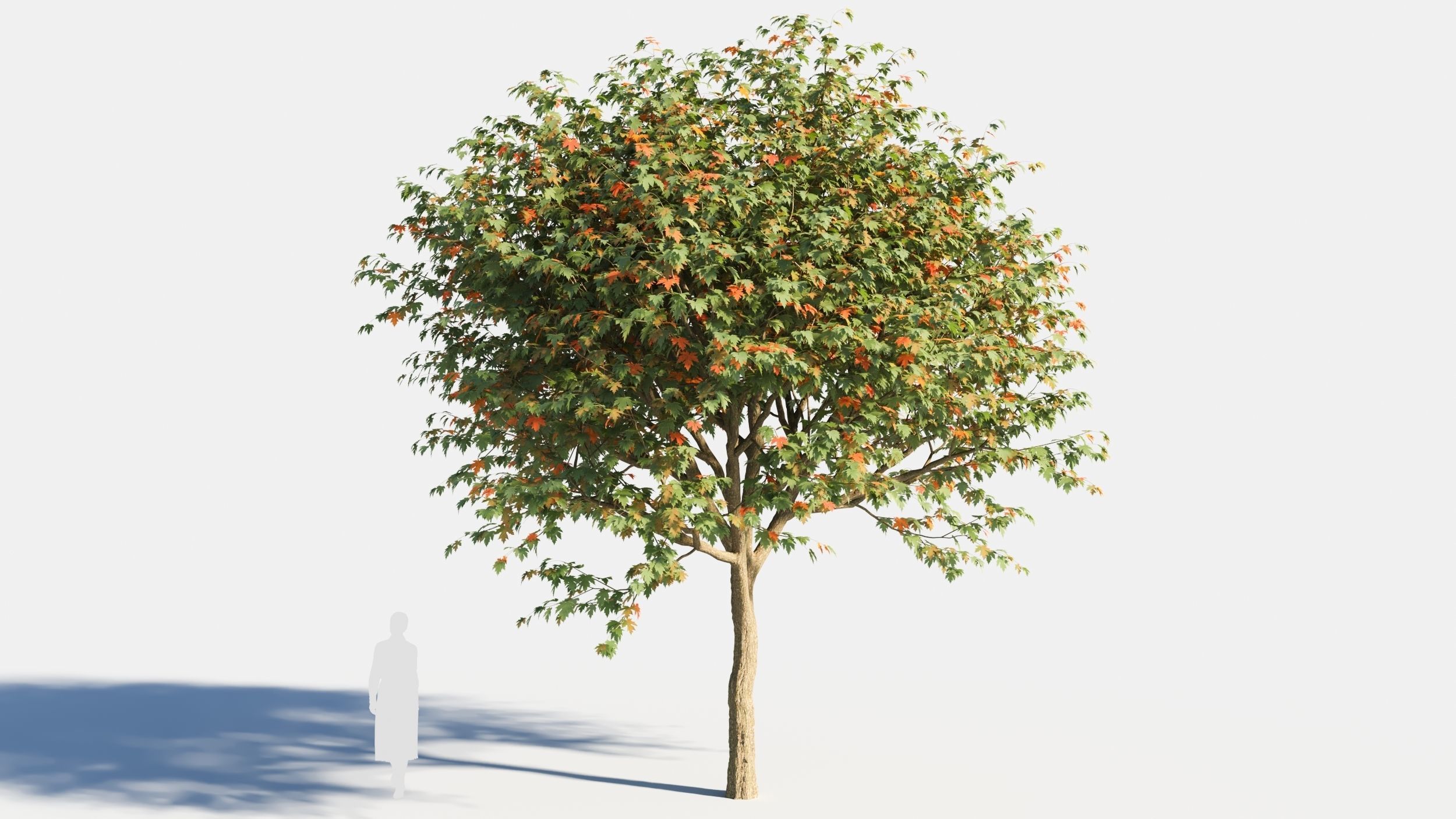 Acer saccharinum-1 3D model_5