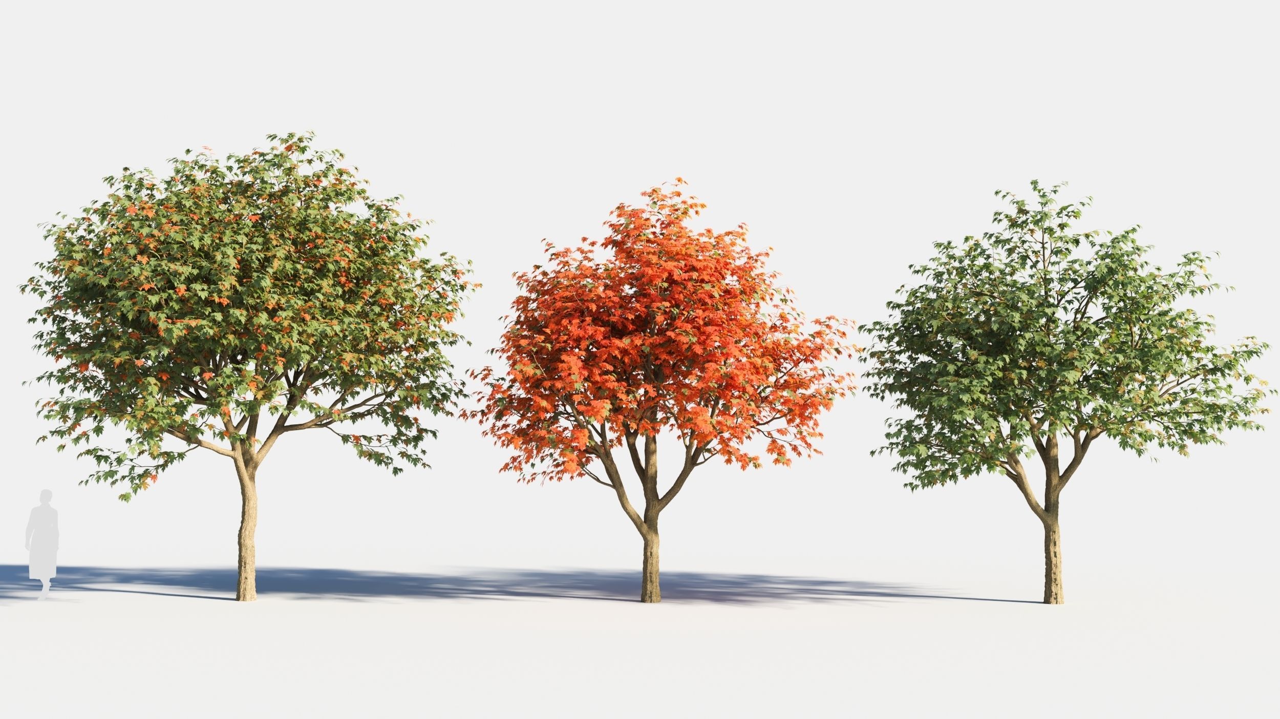 Acer saccharinum-1 3D model_2