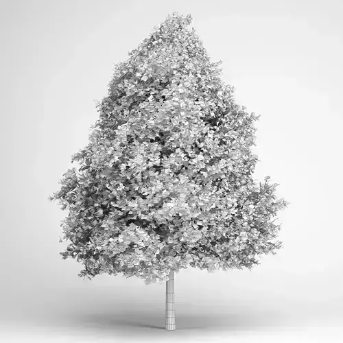 Red American Sweetgum 10