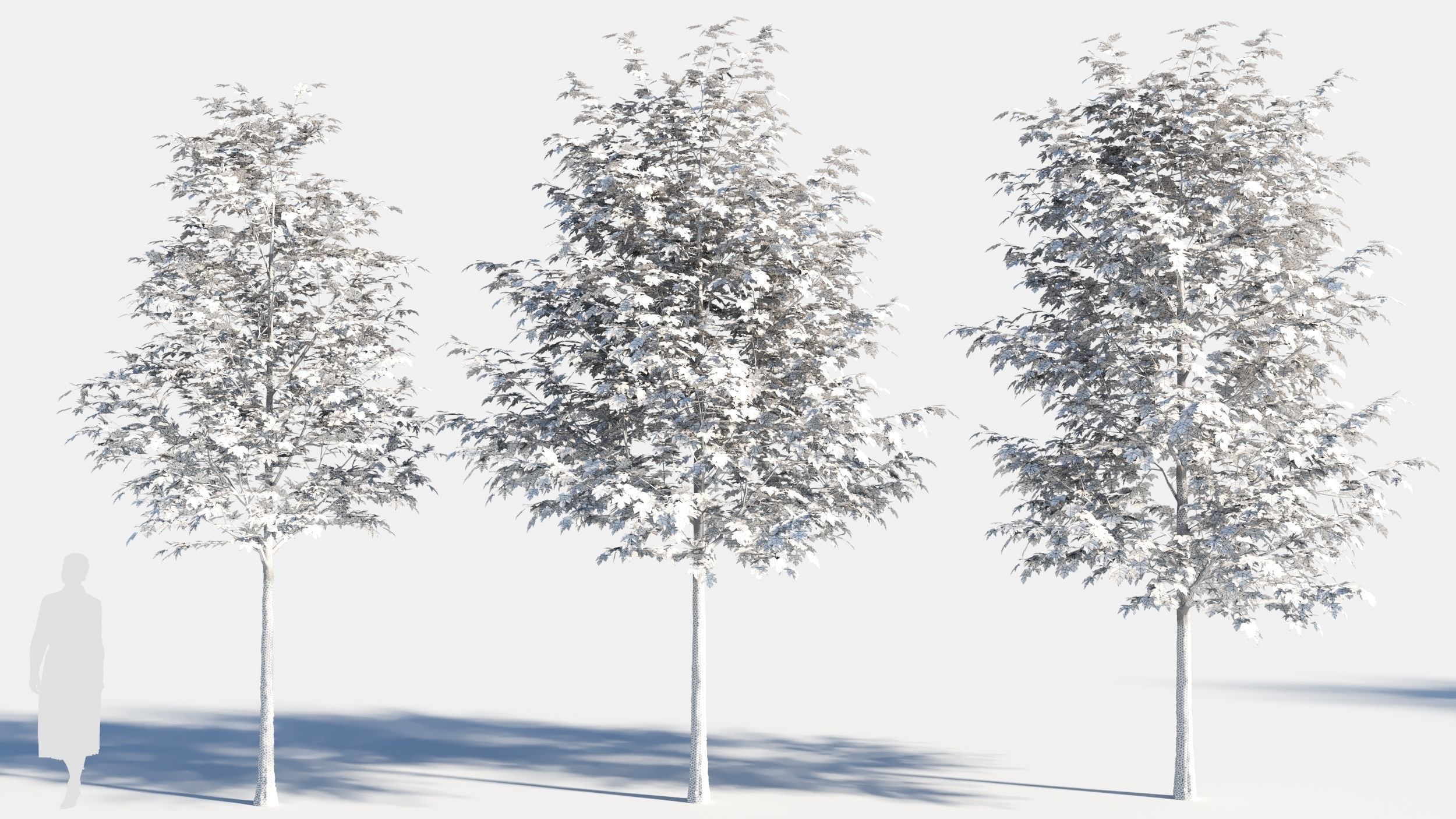 Acer saccharinum-2 3D model_8