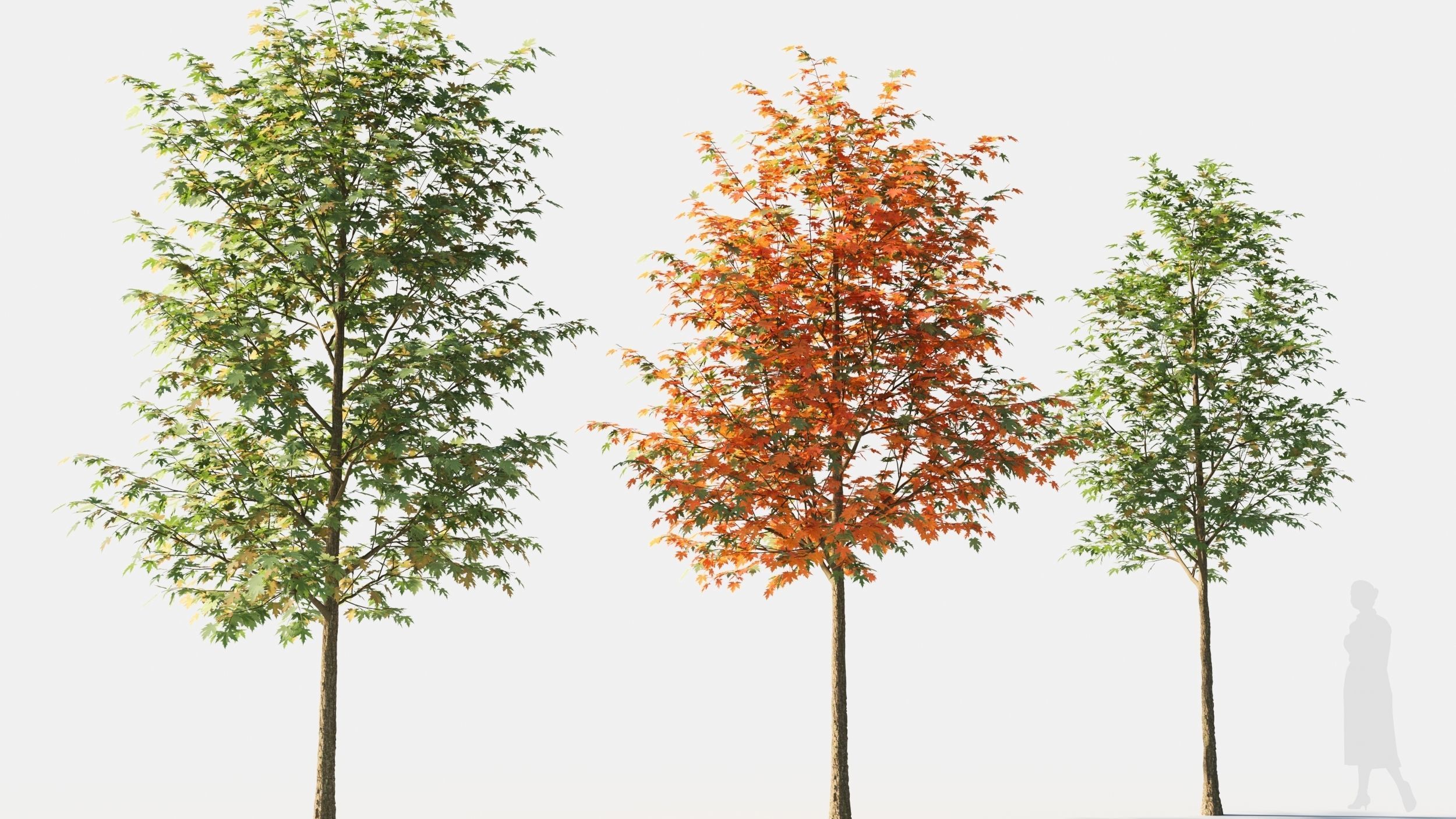 Acer saccharinum-2 3D model_3