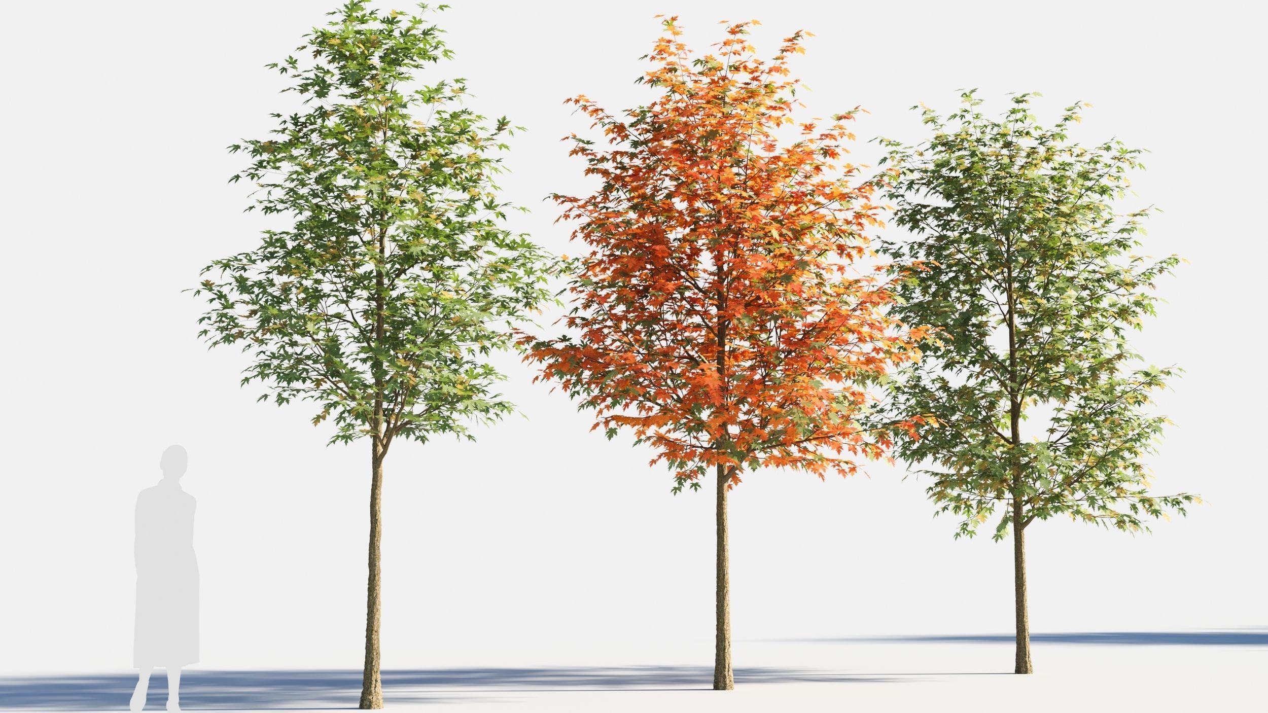 Acer saccharinum-2 3D model_2