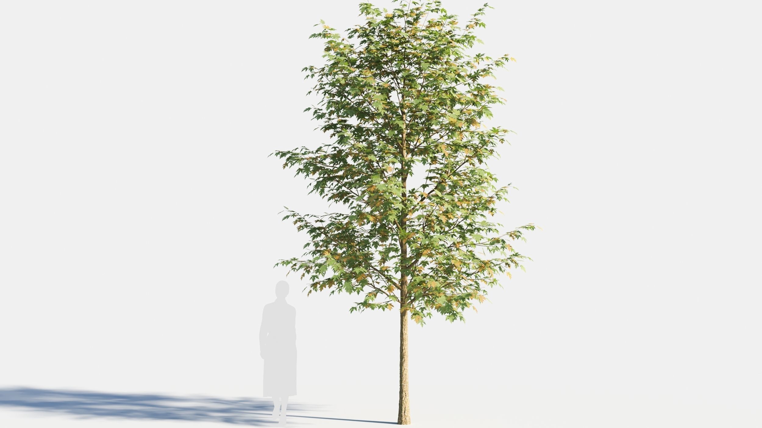 Acer saccharinum-2 3D model_6