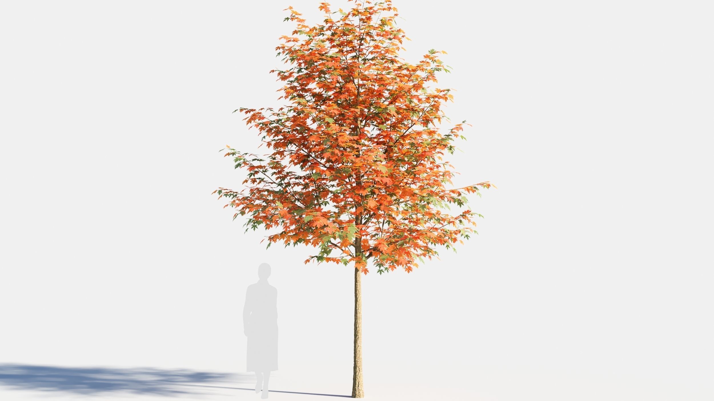 Acer saccharinum-2 3D model_5