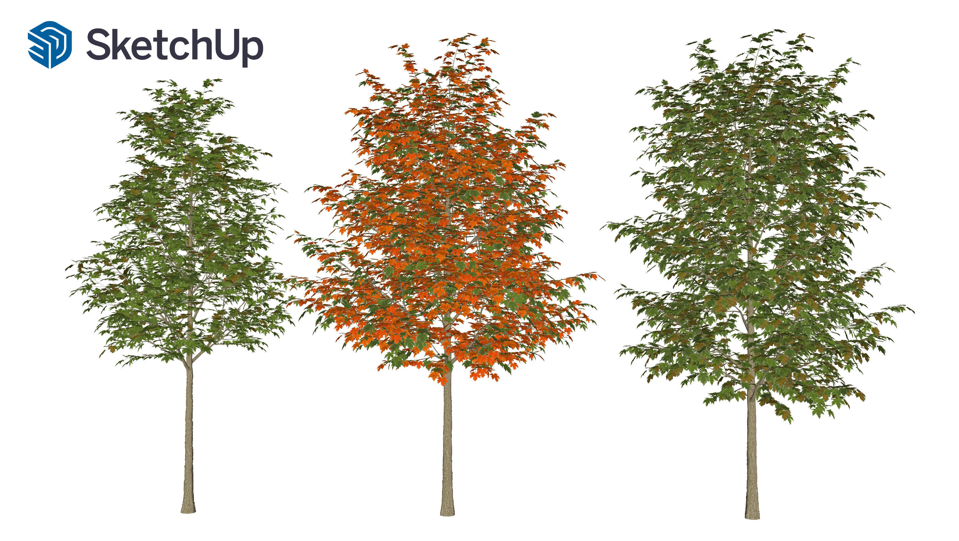 Acer saccharinum-2 3D model_7