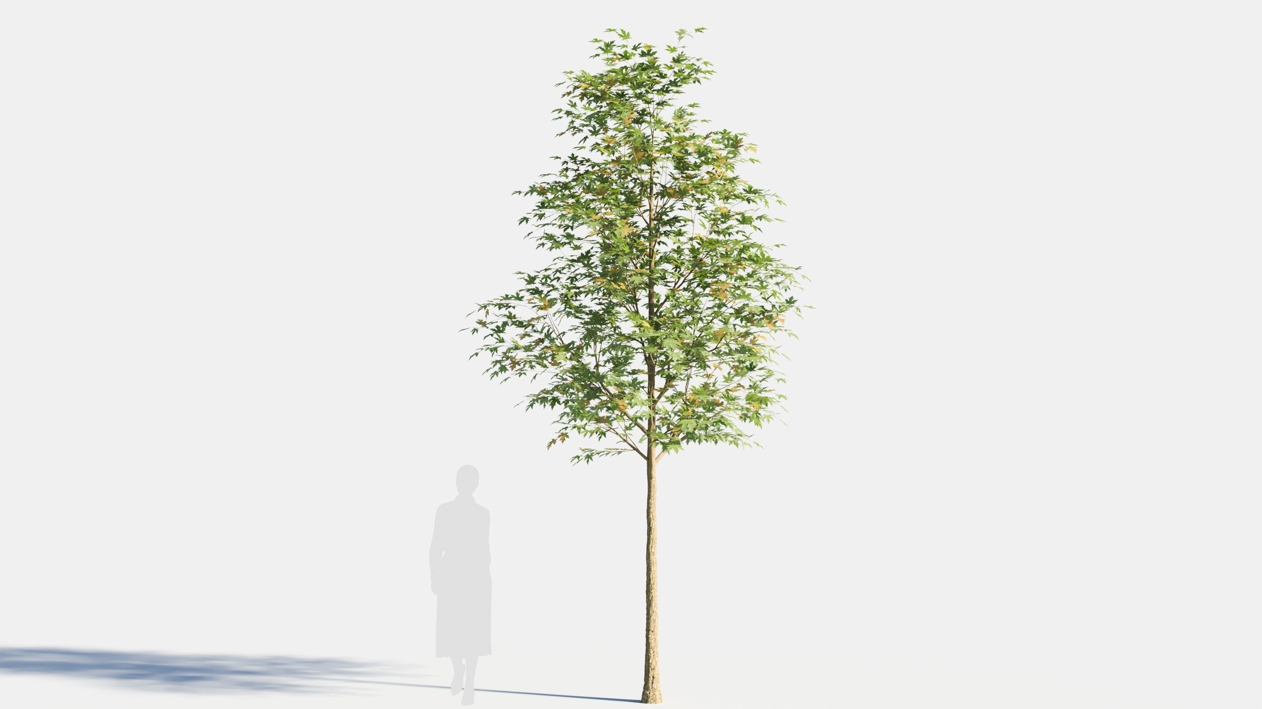 Acer saccharinum-2 3D model_4