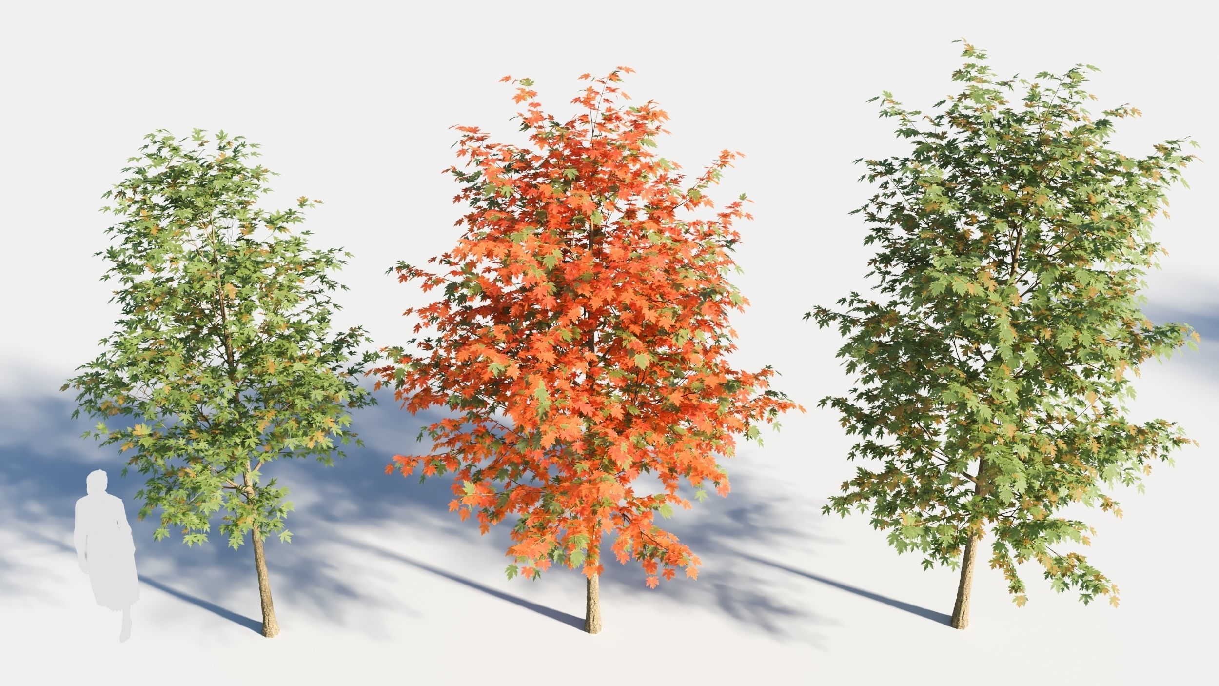 Acer saccharinum-2 3D model_1