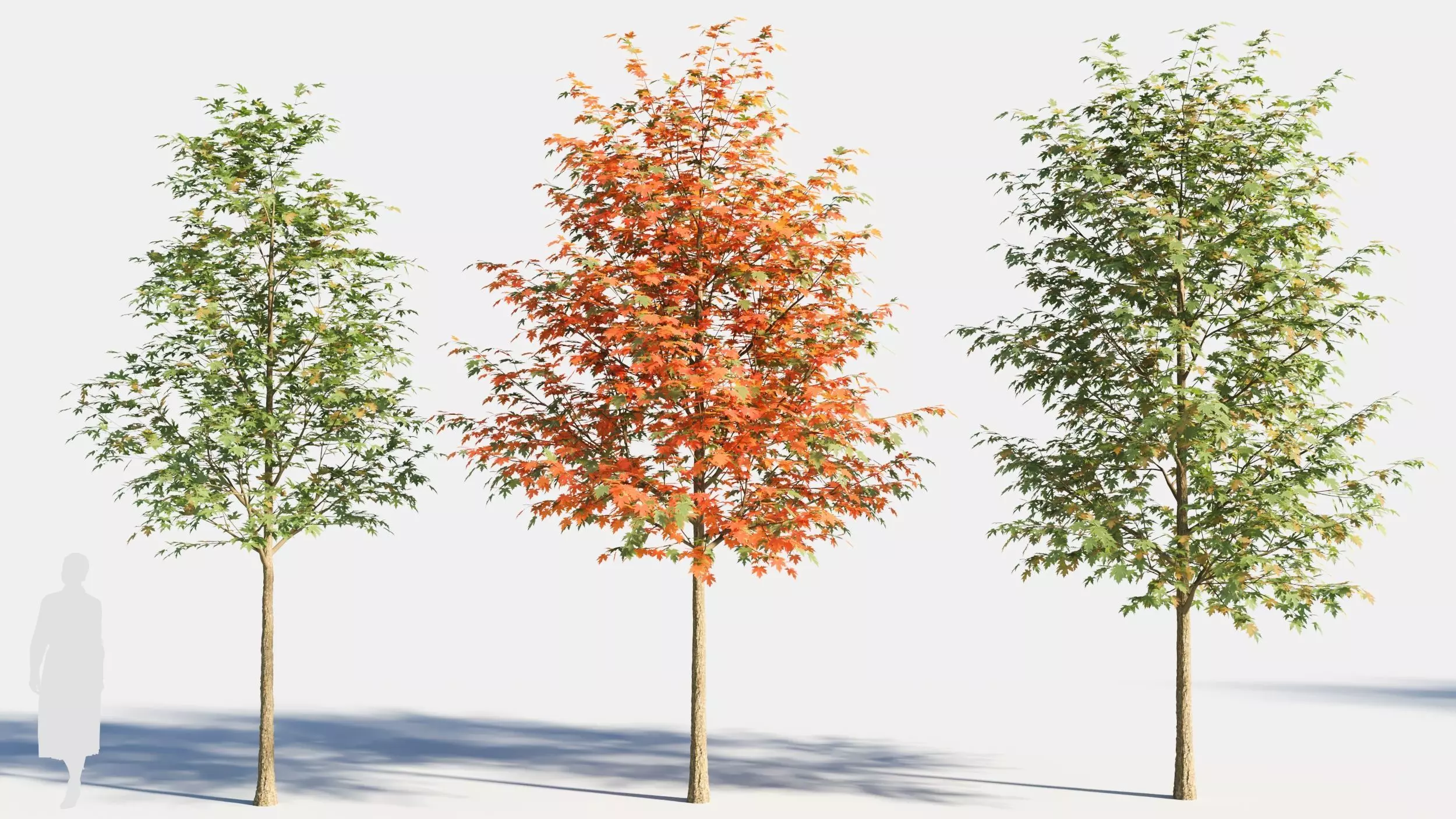 Acer saccharinum-2 3D model_0