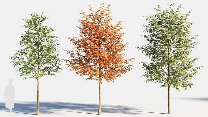 Acer saccharinum-2 3D model
