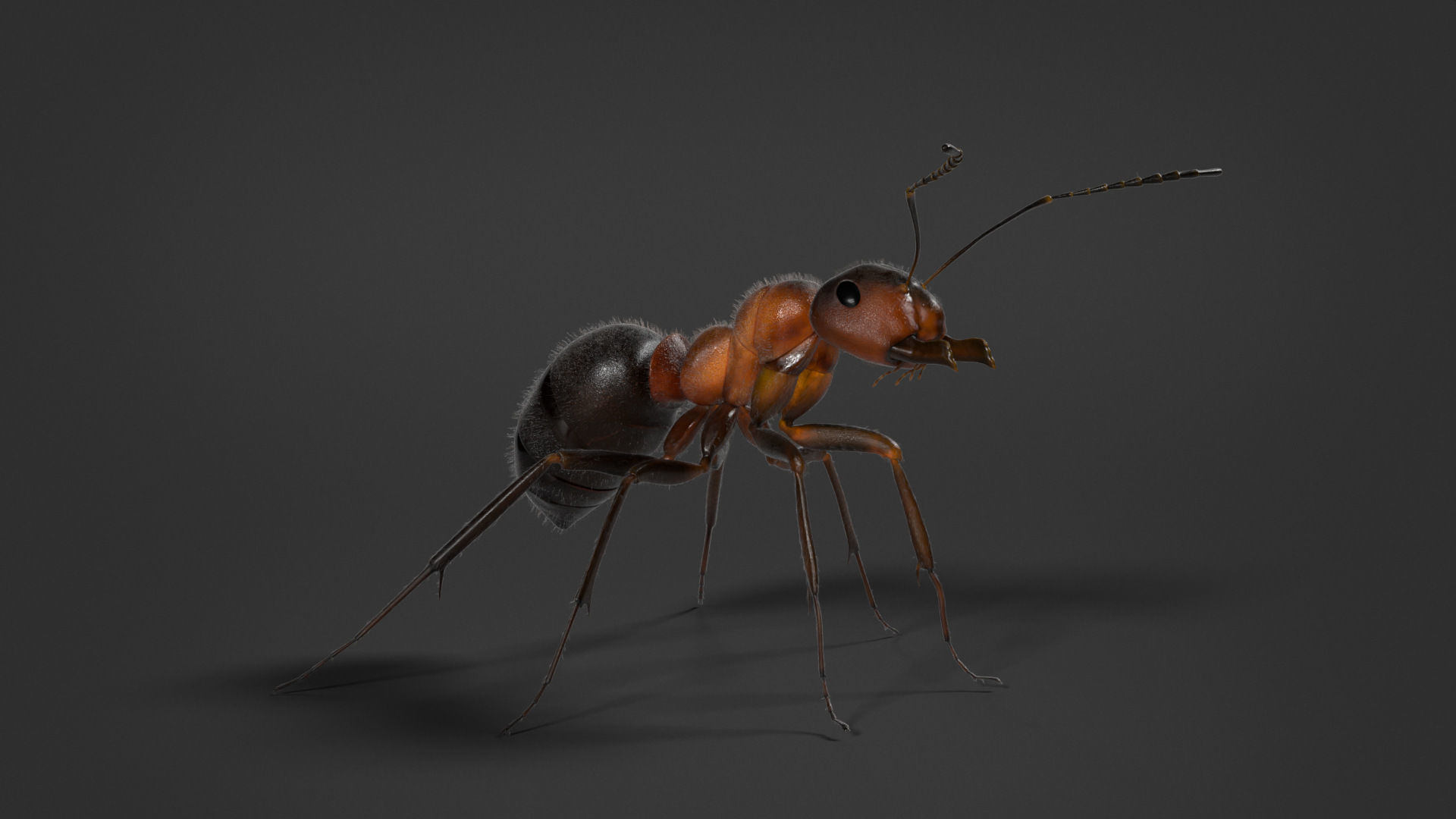 Carpenter Ant Animation VFX Grace 3D model_11