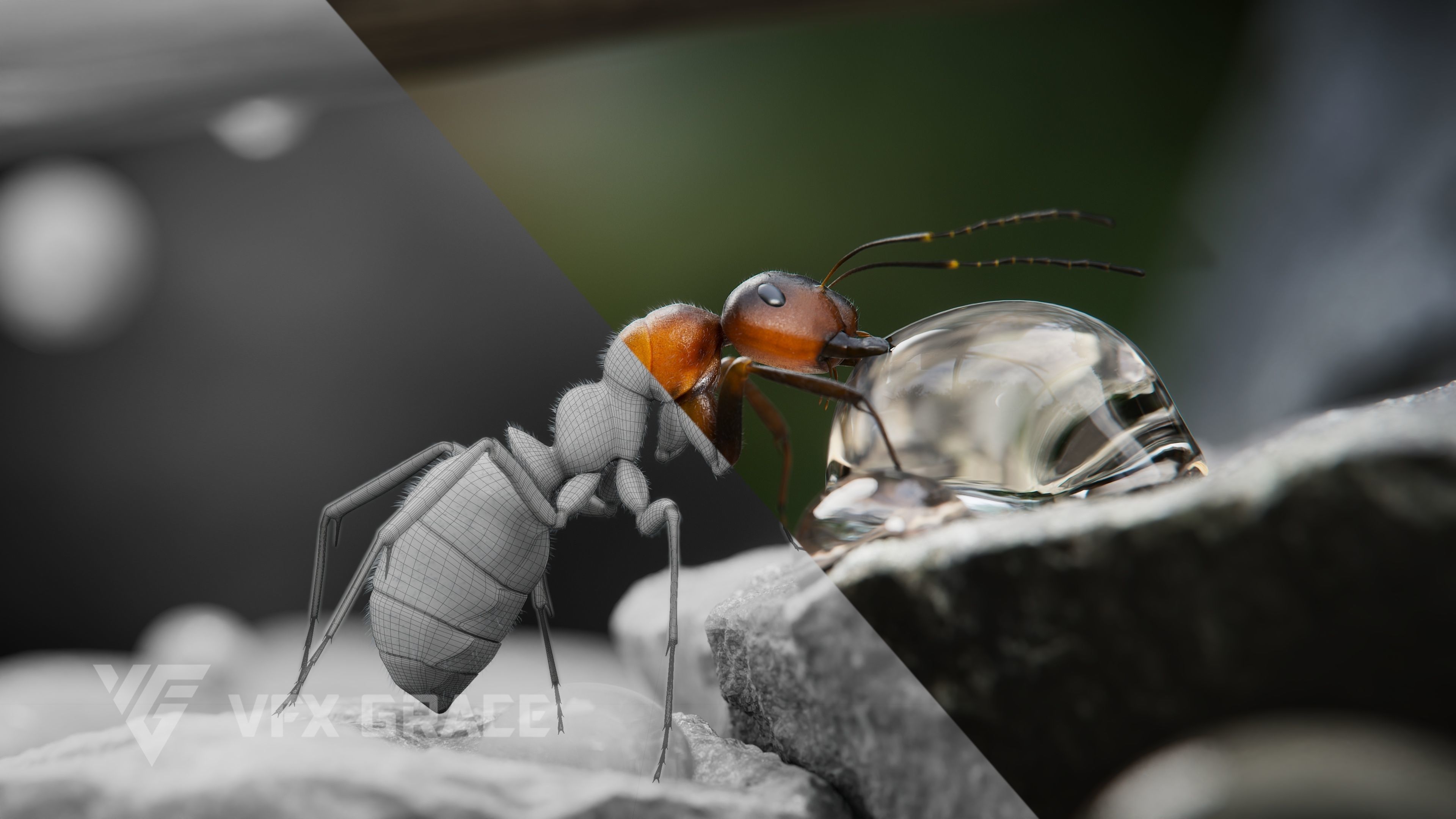 Carpenter Ant Animation VFX Grace 3D model_7