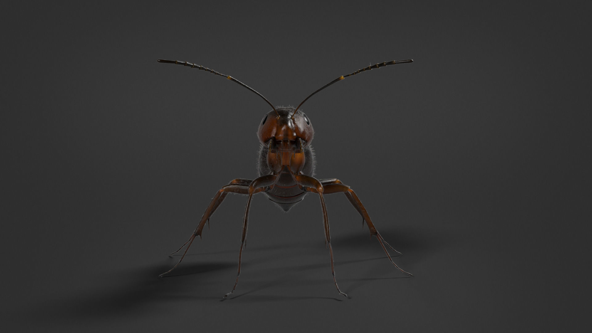 Carpenter Ant Animation VFX Grace 3D model_13