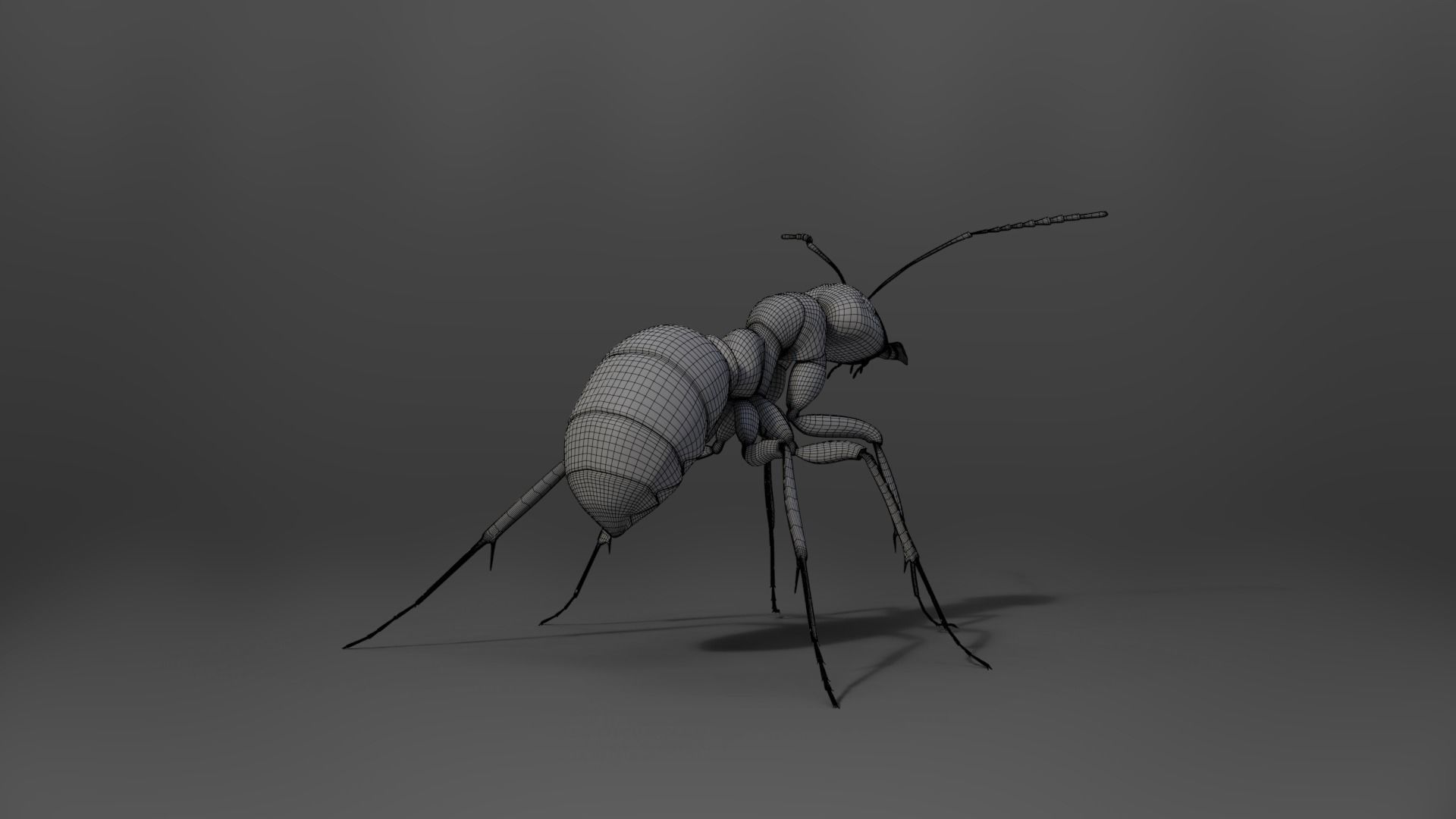 Carpenter Ant Animation VFX Grace 3D model_18