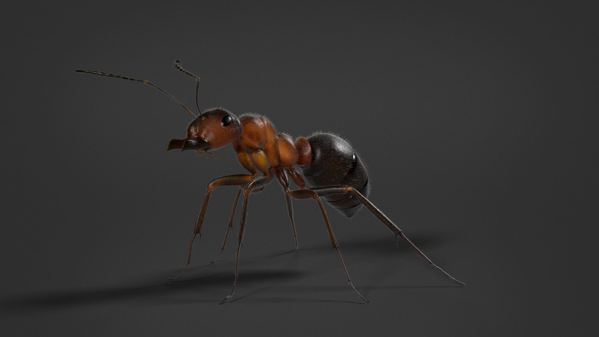Carpenter Ant Animation VFX Grace 3D model_10