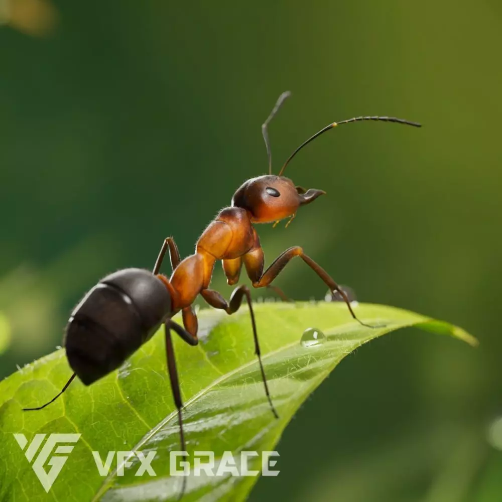Carpenter Ant Animation VFX Grace 3D model_0