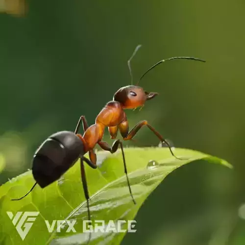 Carpenter Ant Animation VFX Grace 3D model