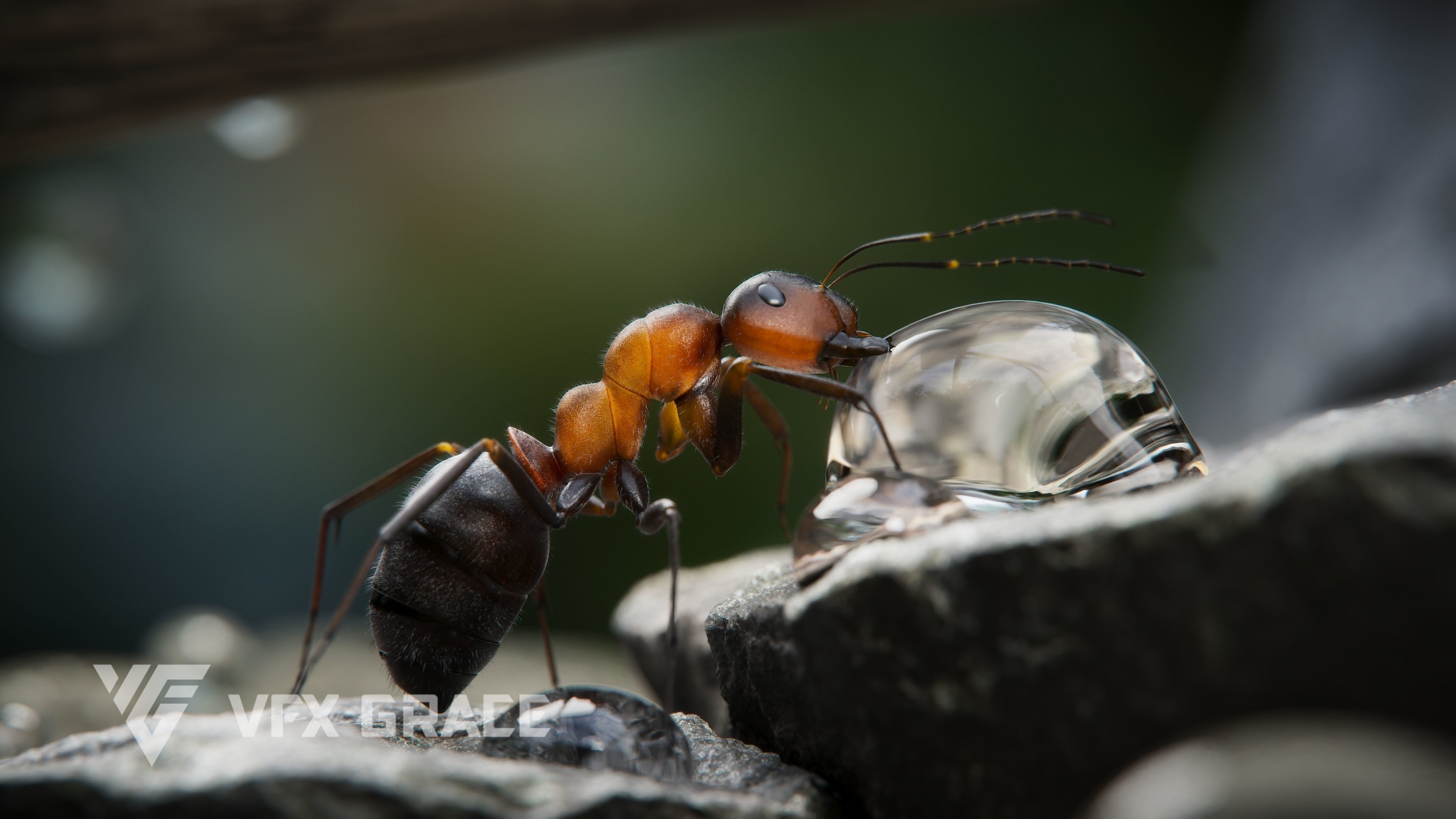 Carpenter Ant Animation VFX Grace 3D model_6