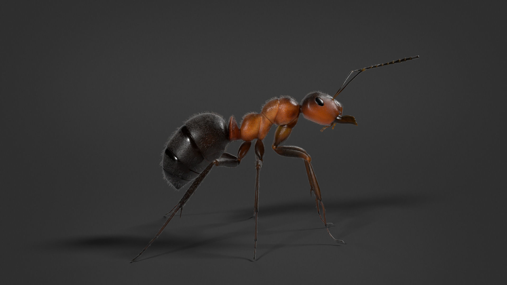 Carpenter Ant Animation VFX Grace 3D model_9