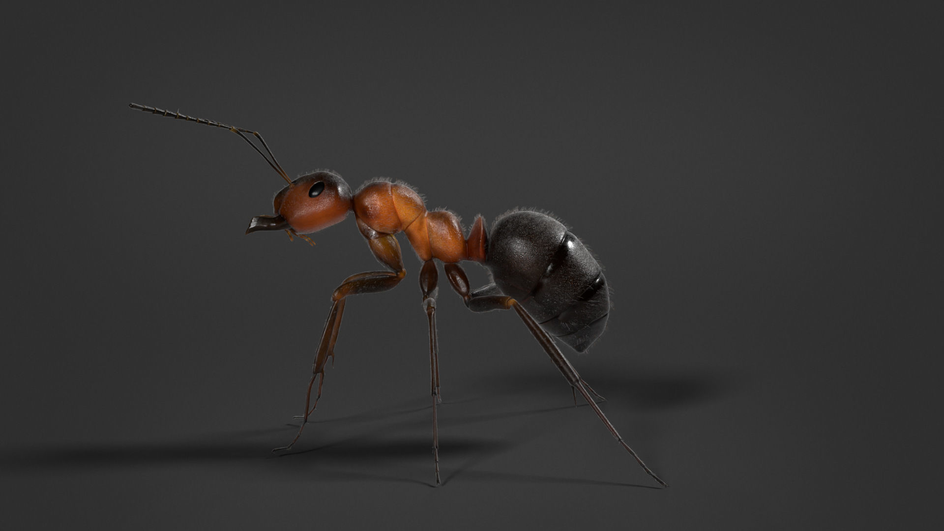 Carpenter Ant Animation VFX Grace 3D model_14