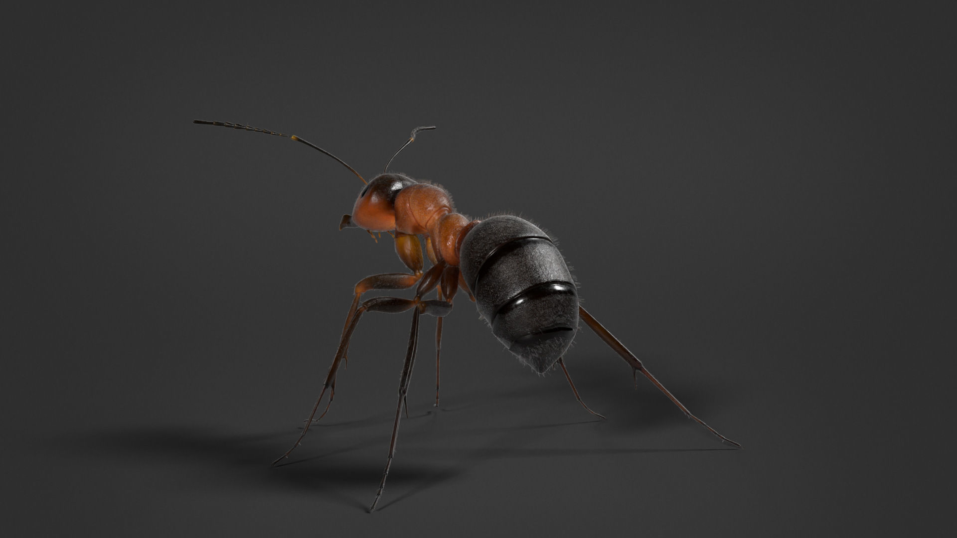 Carpenter Ant Animation VFX Grace 3D model_8