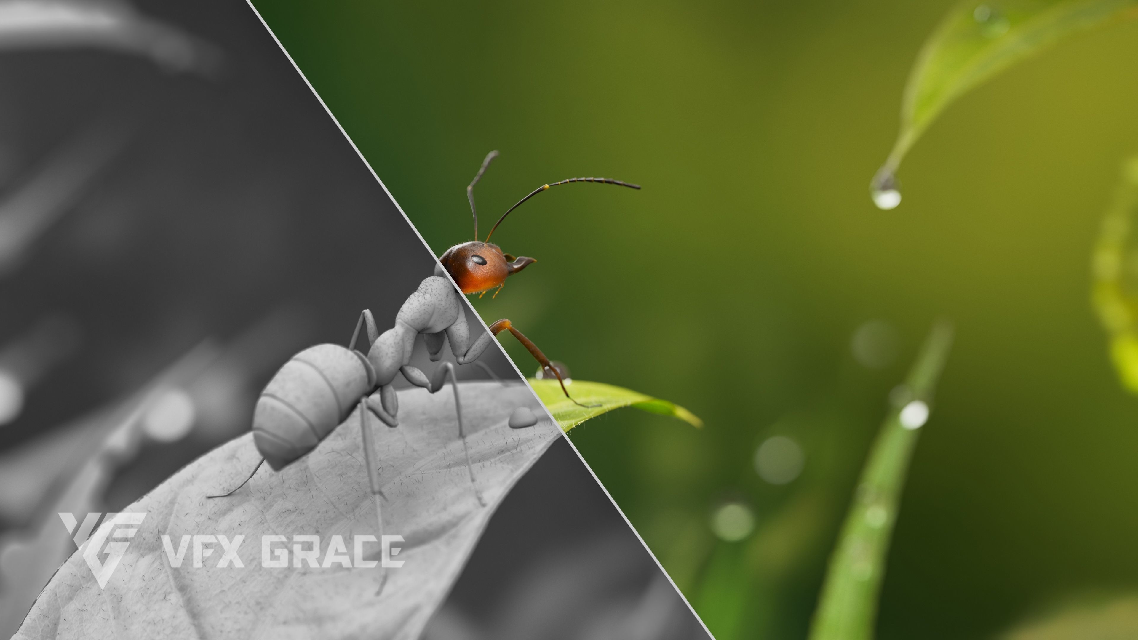 Carpenter Ant Animation VFX Grace 3D model_3