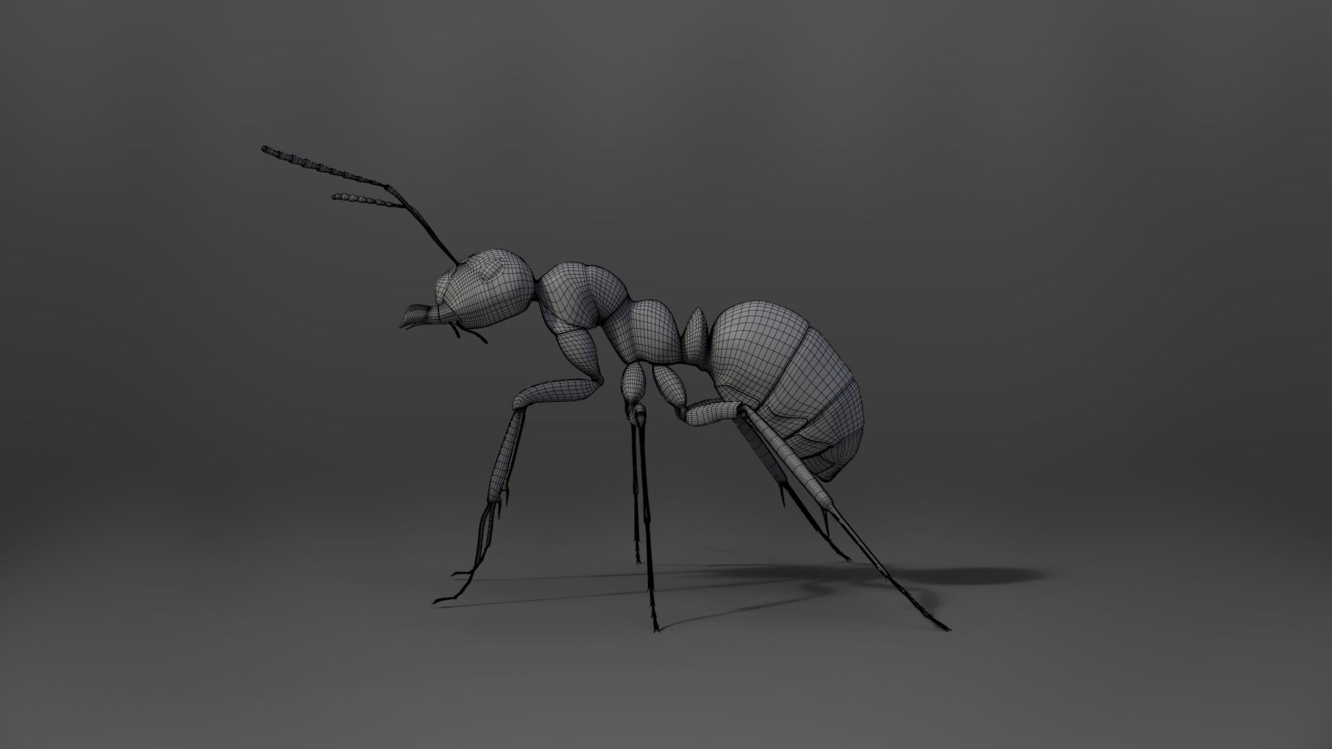 Carpenter Ant Animation VFX Grace 3D model_17
