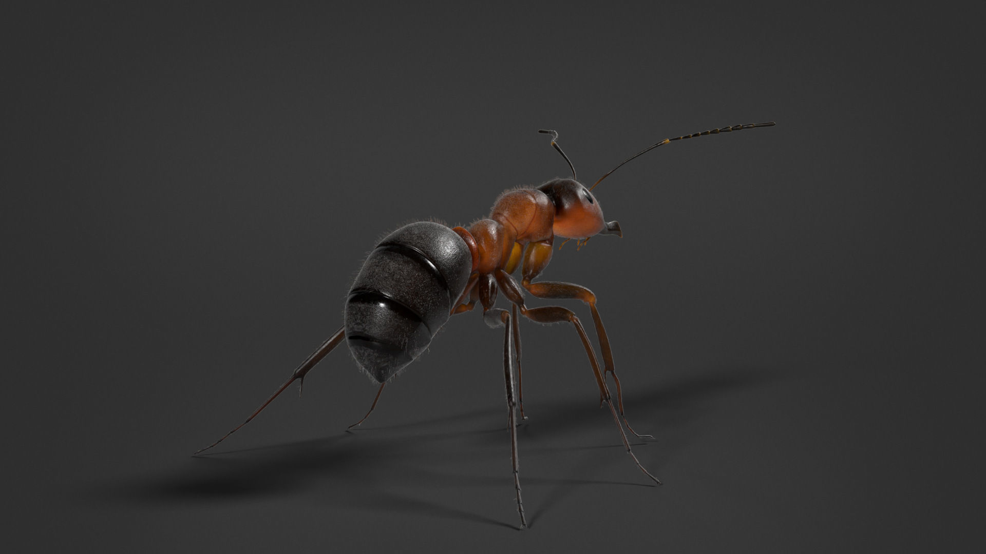 Carpenter Ant Animation VFX Grace 3D model_12