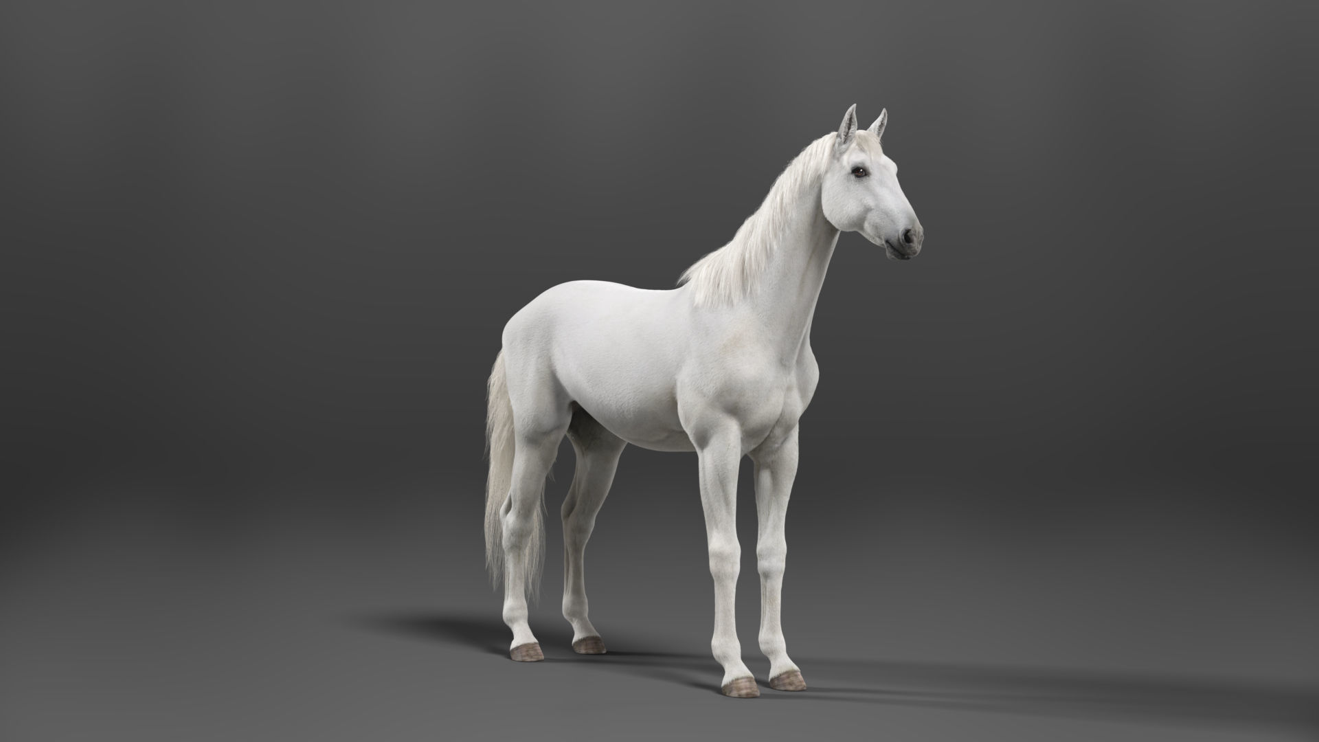 White Horse Animation VFX Grace 3D model_13