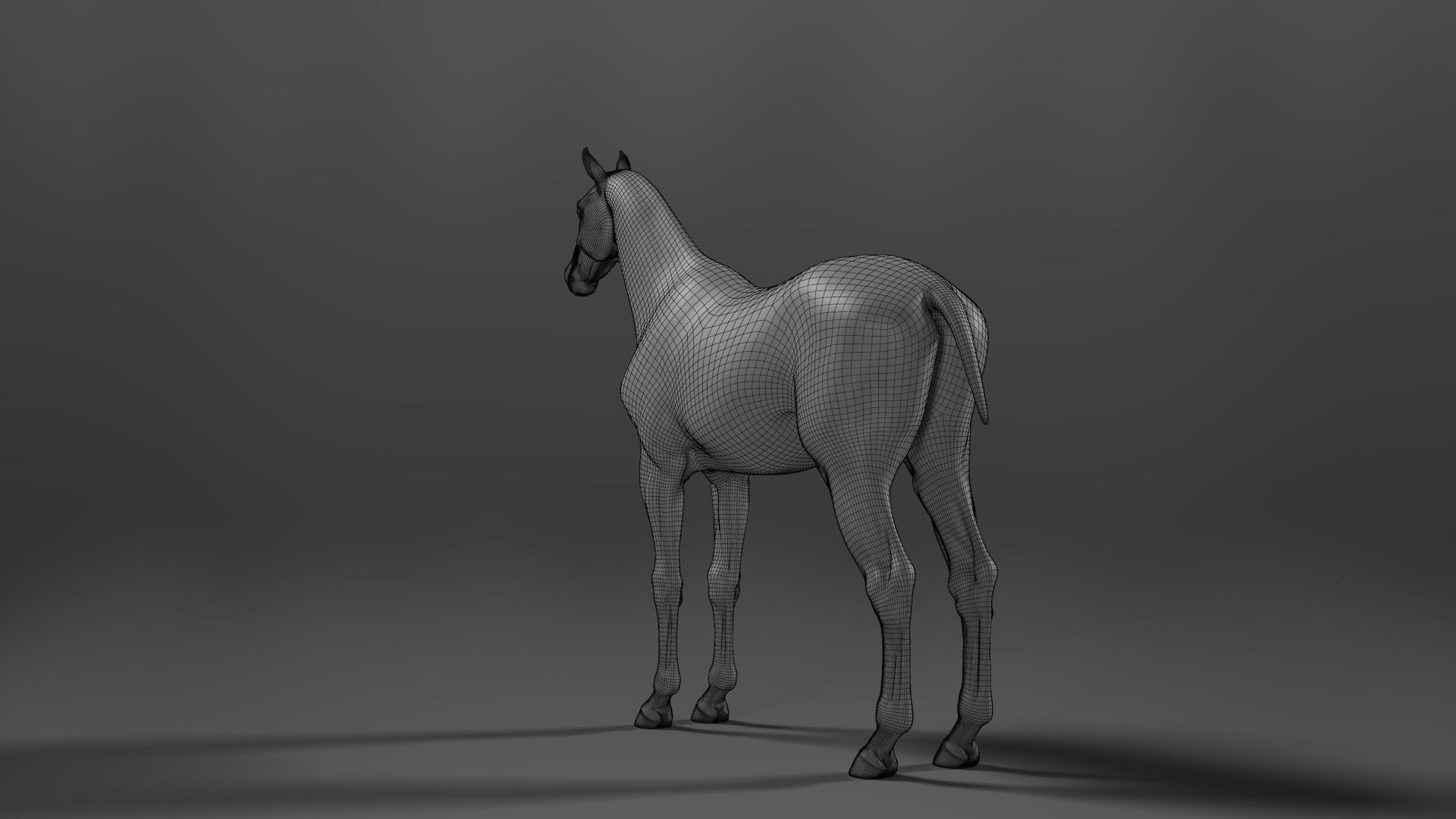 White Horse Animation VFX Grace 3D model_25