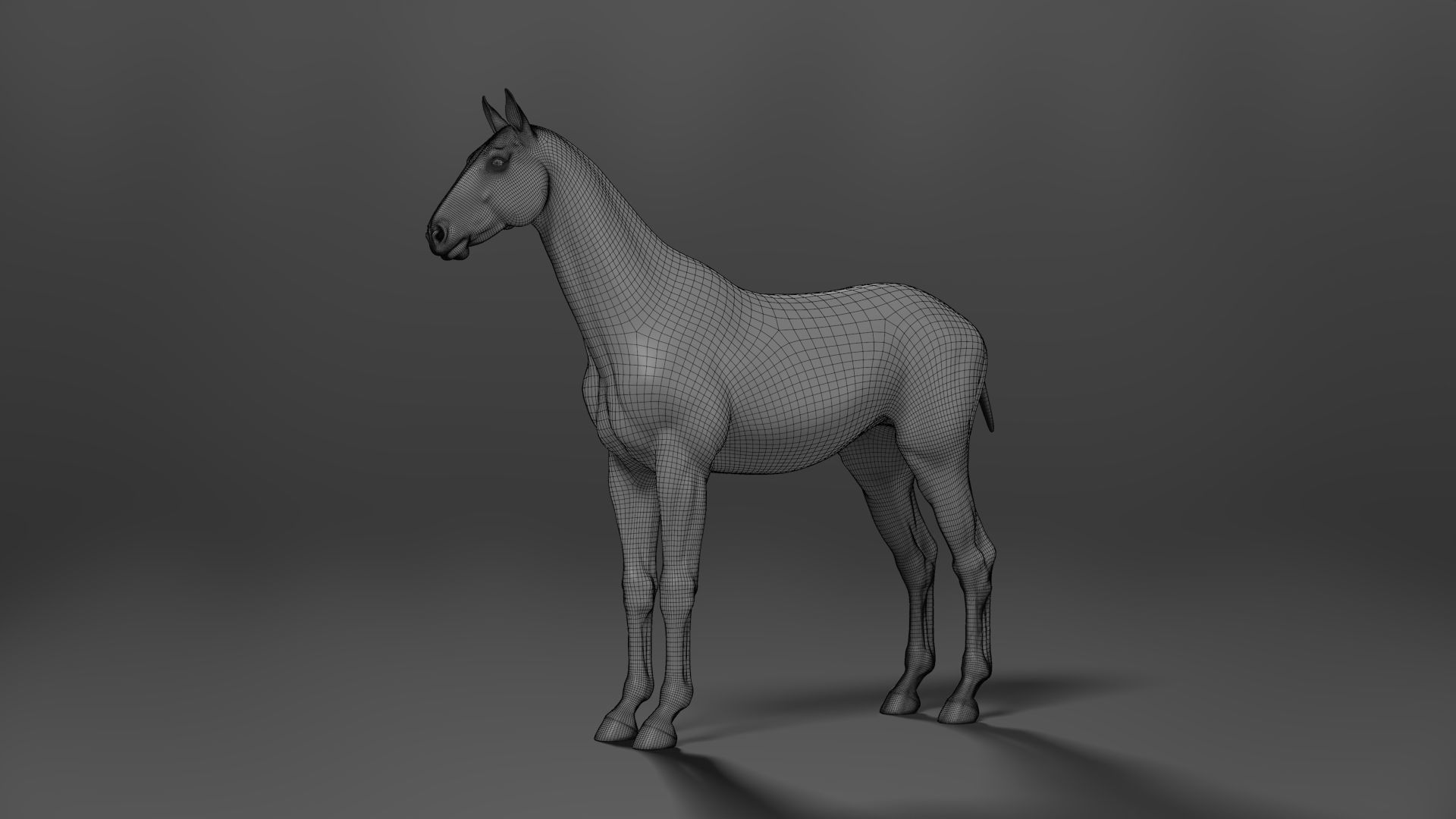 White Horse Animation VFX Grace 3D model_20