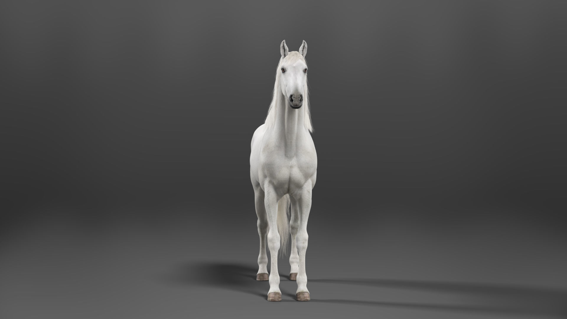 White Horse Animation VFX Grace 3D model_9