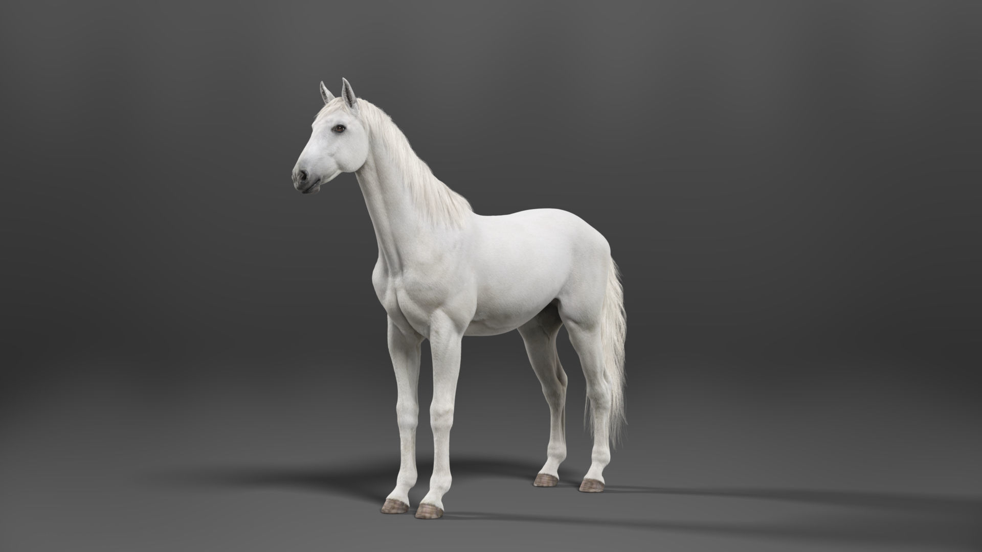 White Horse Animation VFX Grace 3D model_12