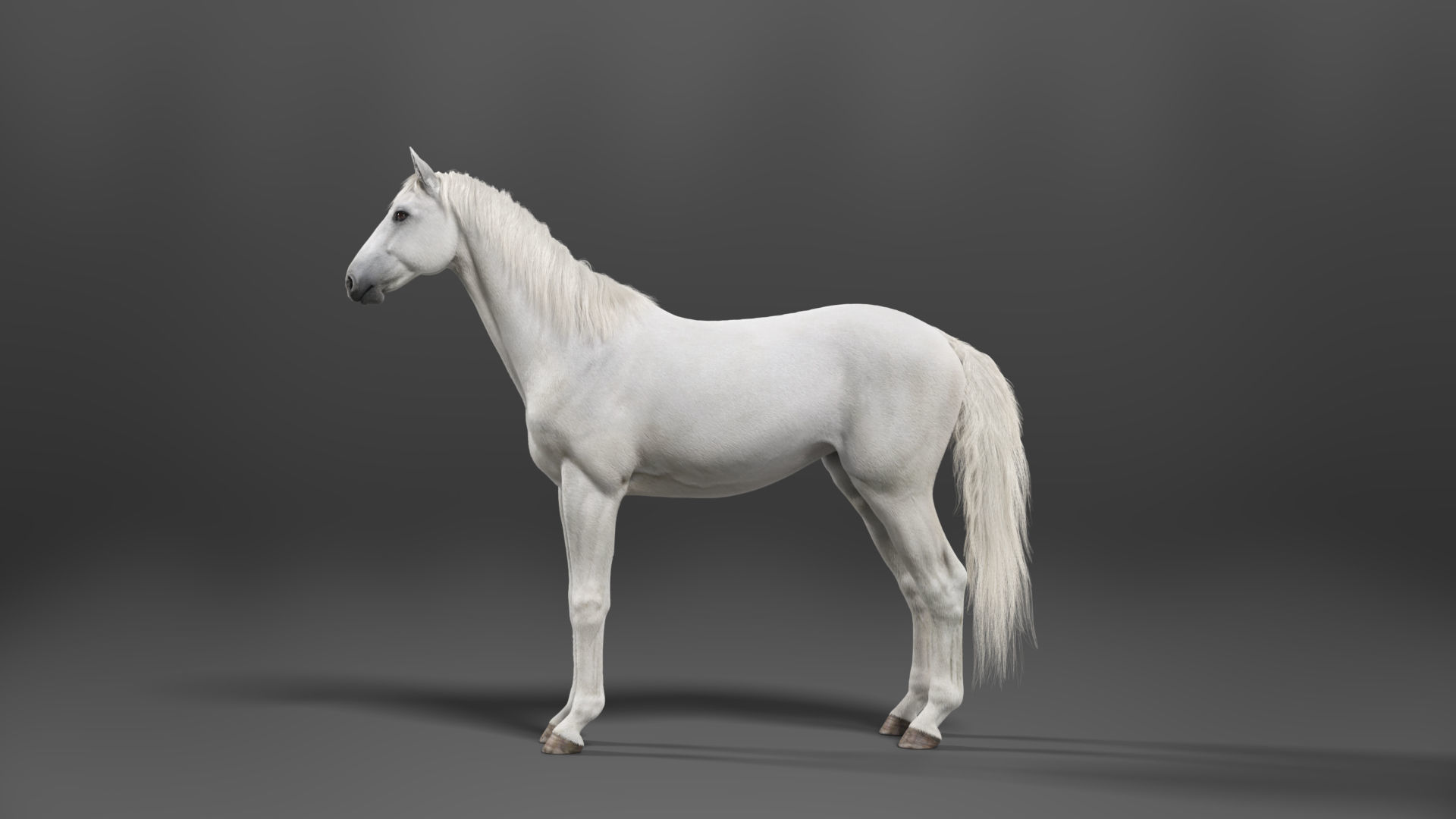 White Horse Animation VFX Grace 3D model_10