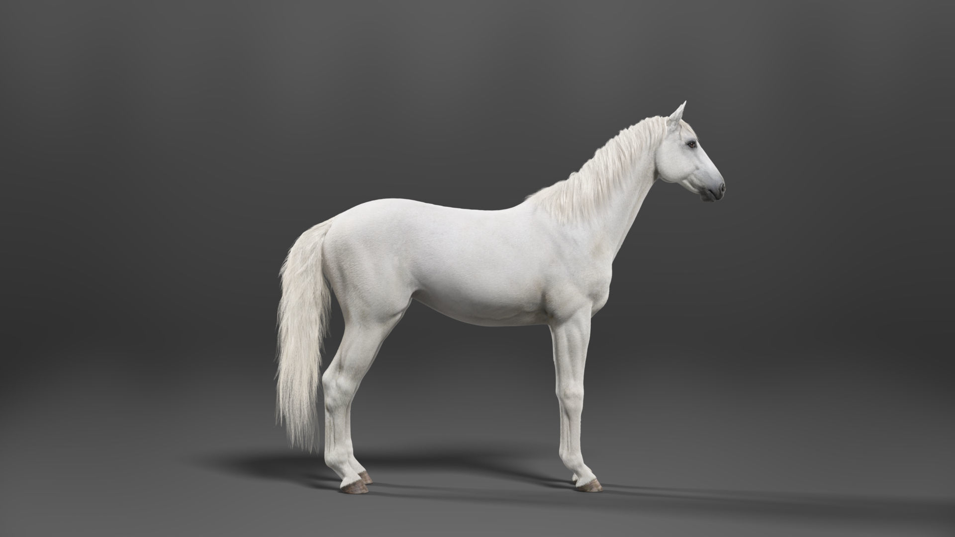 White Horse Animation VFX Grace 3D model_11