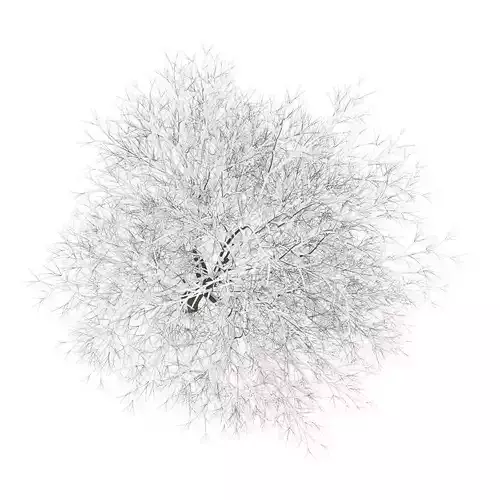 Hornbeam 3 5M Winter