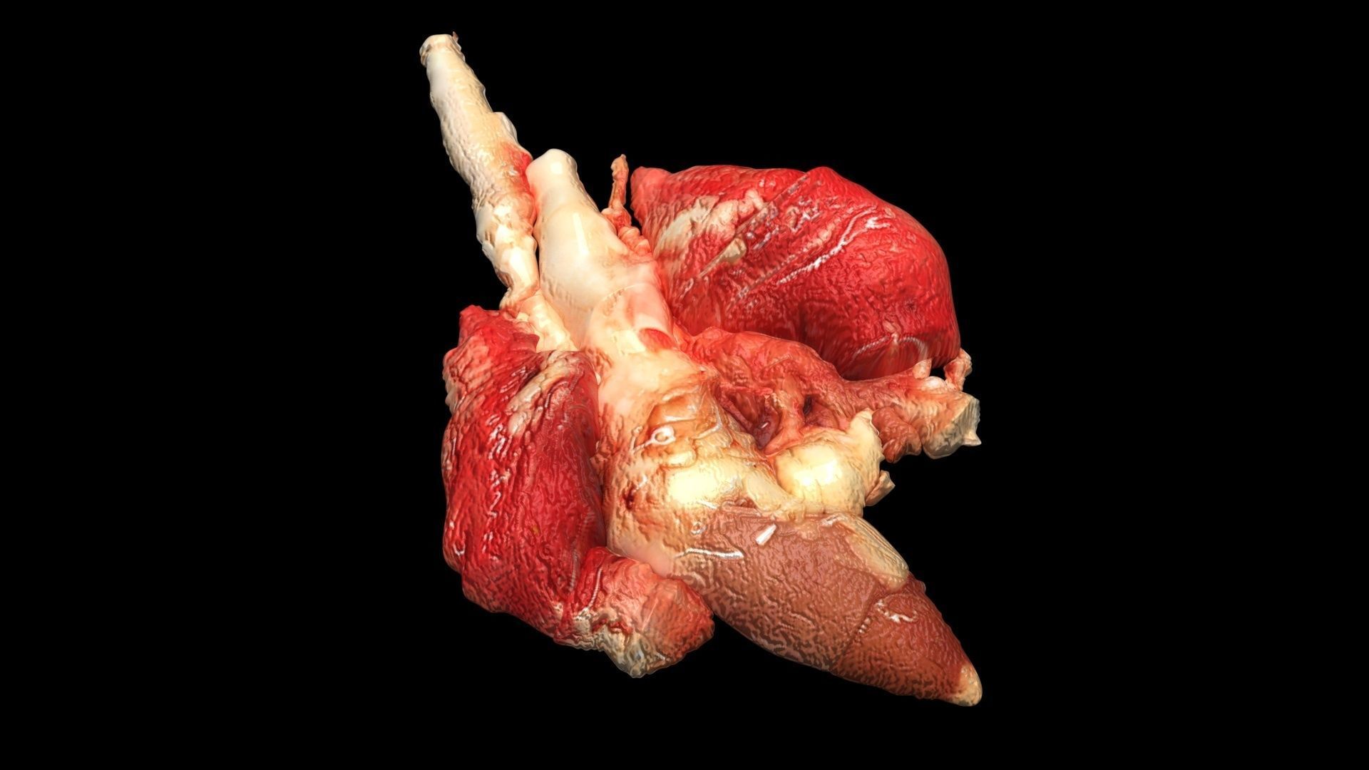 Chicken Lungs 3D model_6