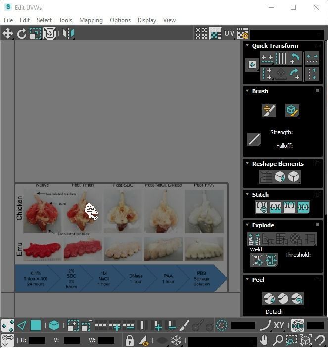 Chicken Lungs 3D model_23