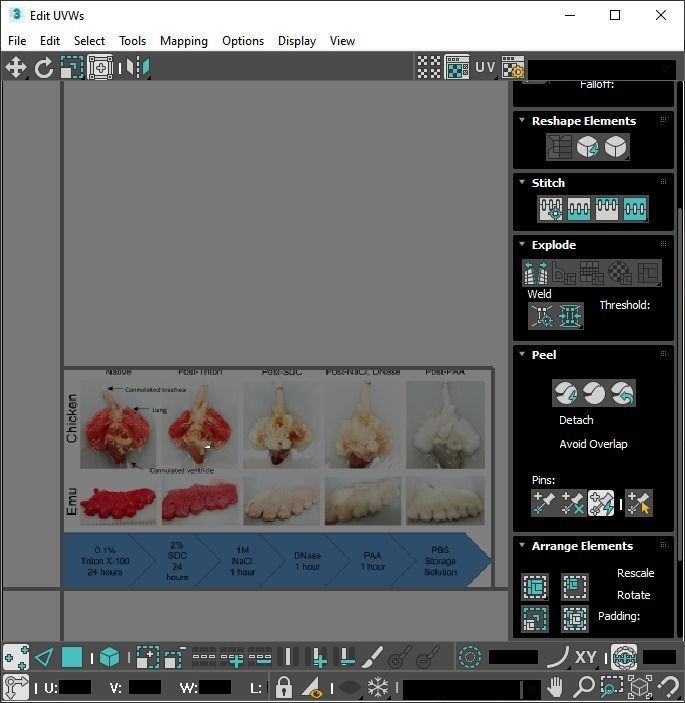 Chicken Lungs 3D model_32