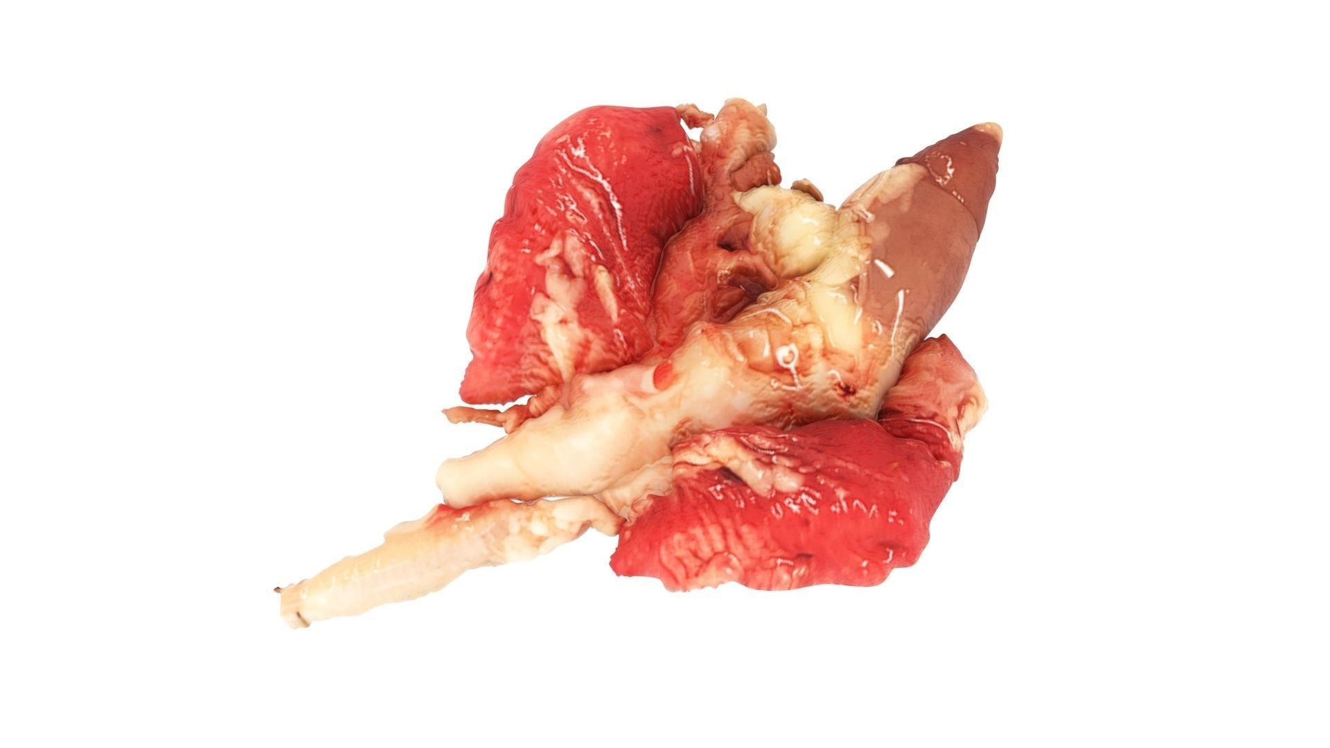 Chicken Lungs 3D model_10