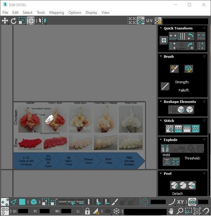 Chicken Lungs 3D model_34
