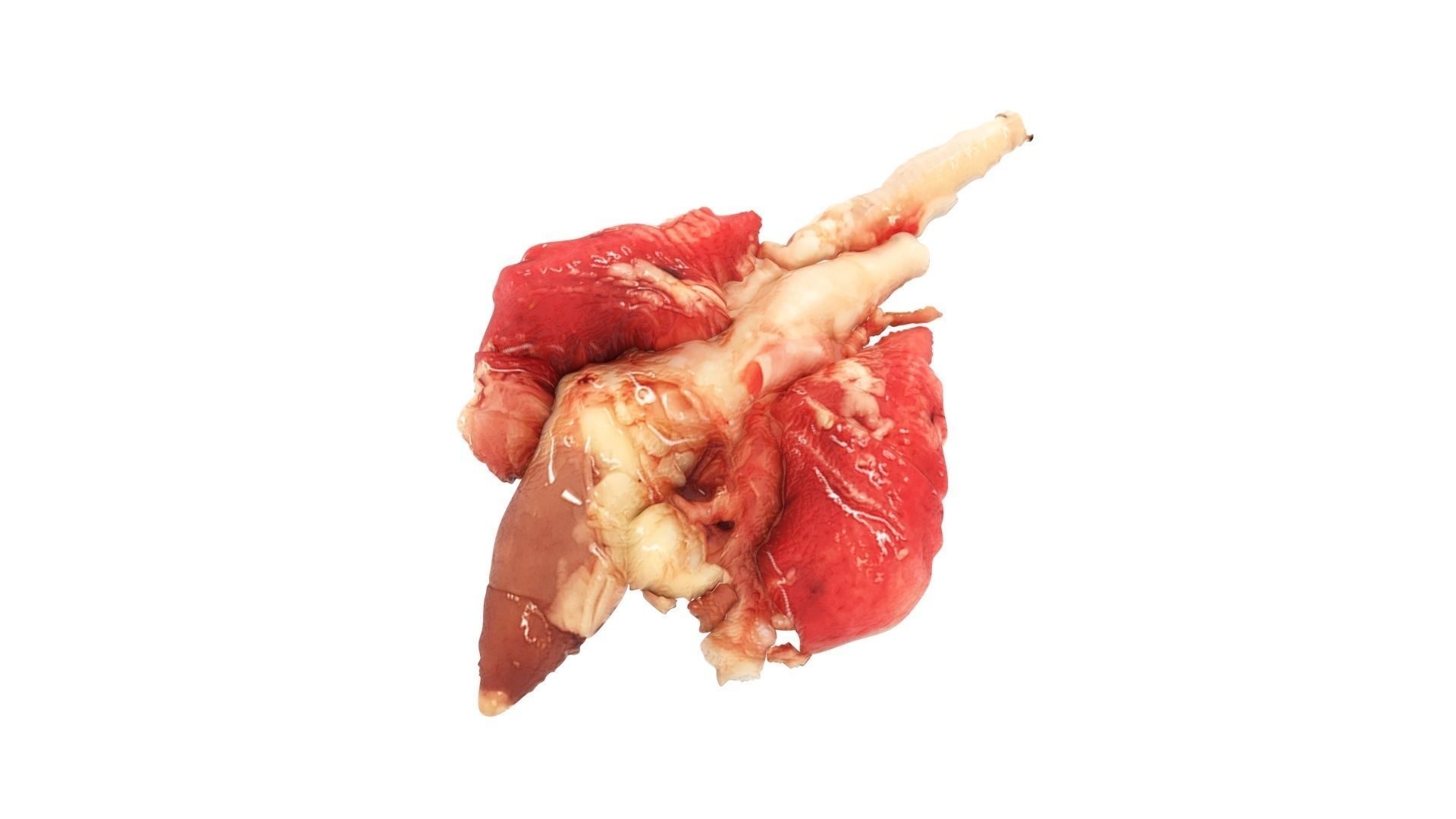 Chicken Lungs 3D model_8