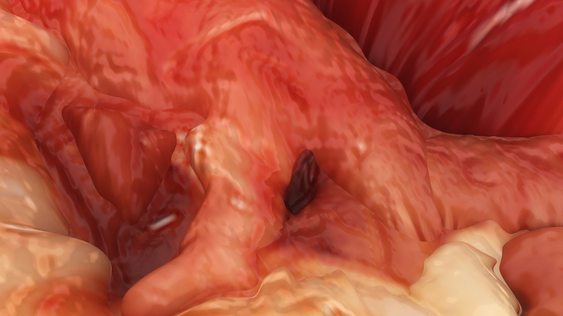 Chicken Lungs 3D model_11