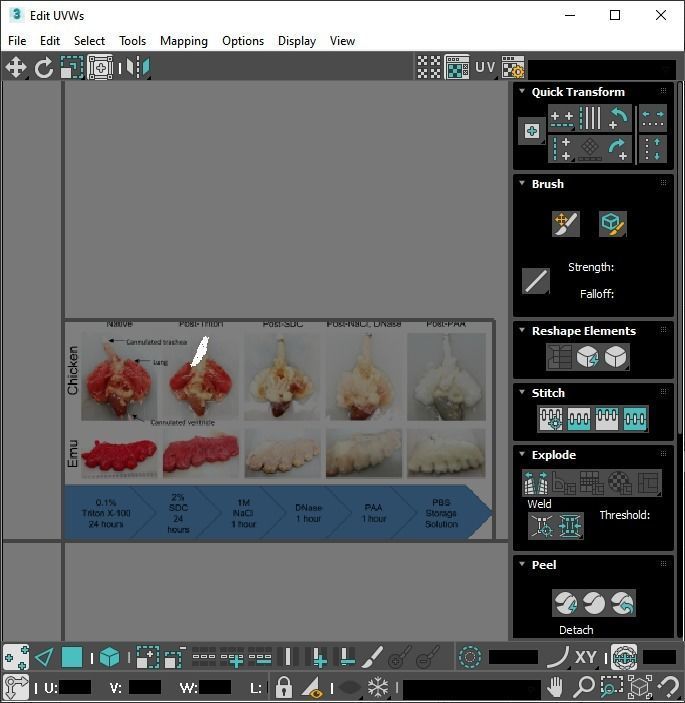 Chicken Lungs 3D model_36