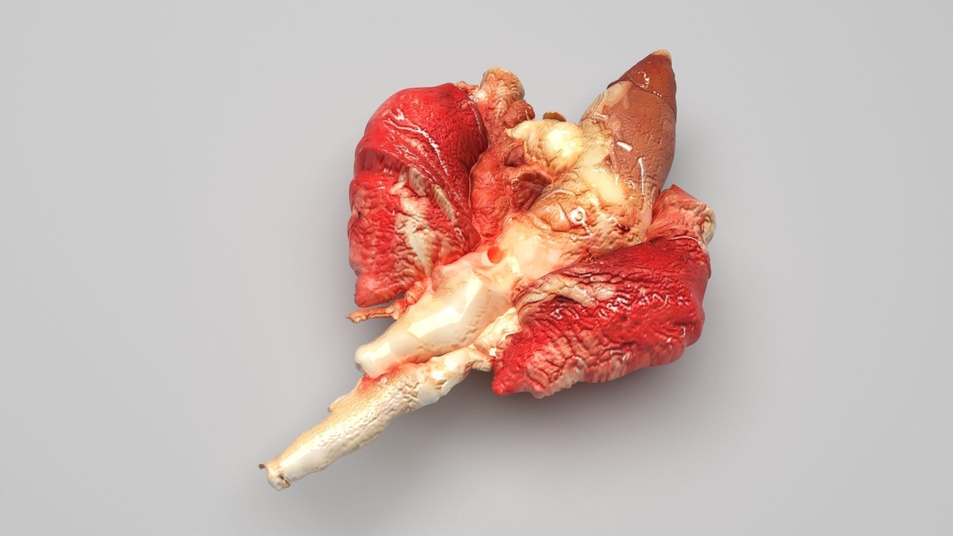 Chicken Lungs 3D model_3