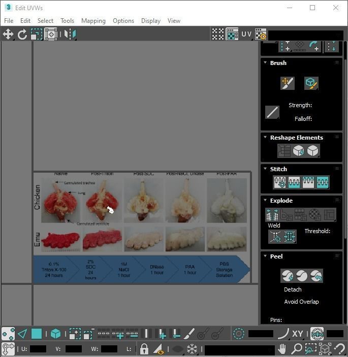 Chicken Lungs 3D model_31