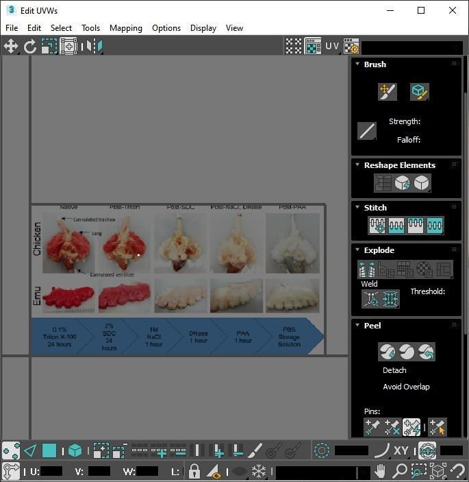 Chicken Lungs 3D model_22