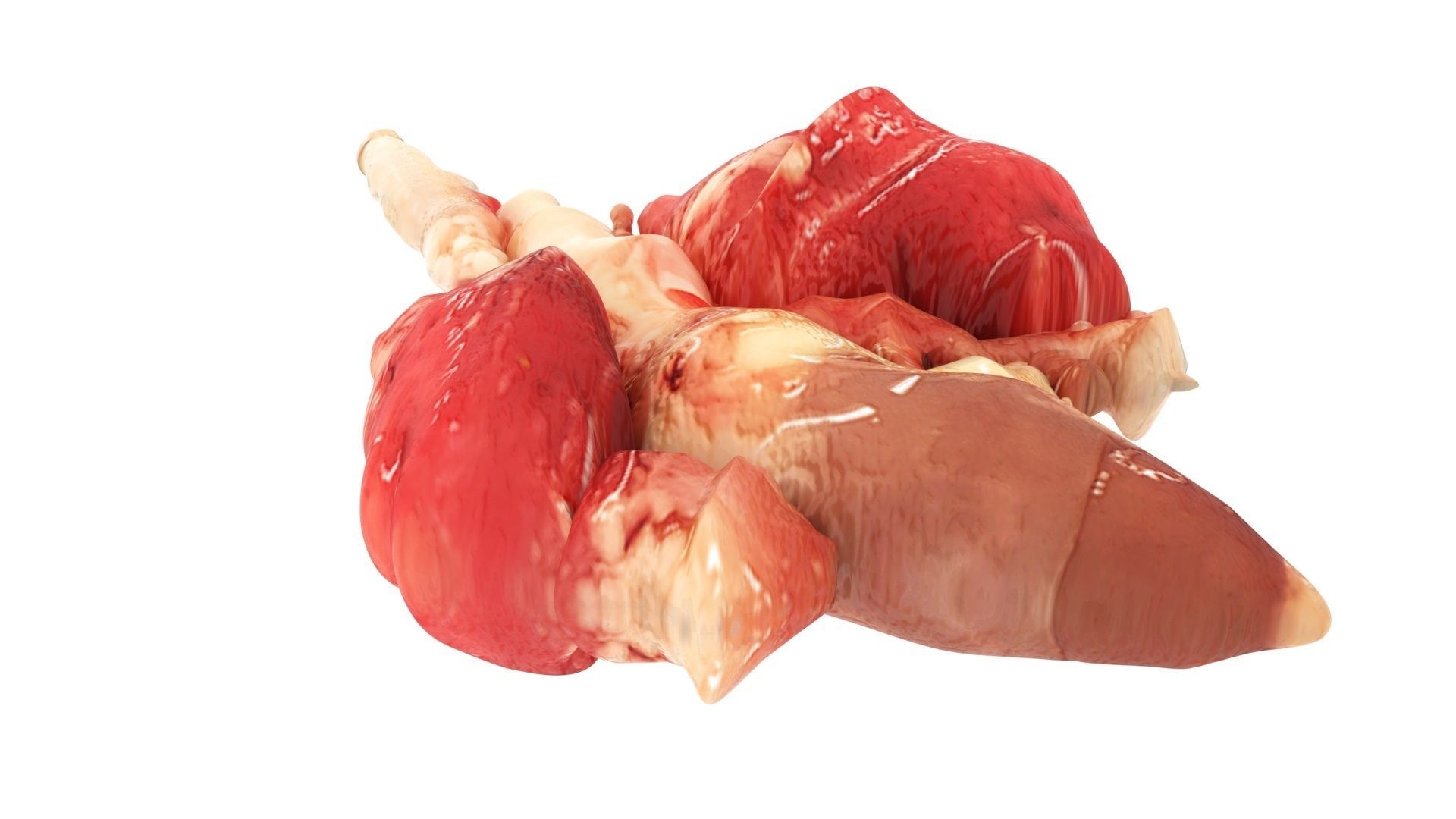Chicken Lungs 3D model_7