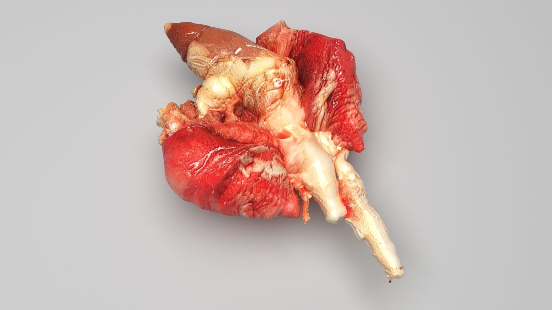 Chicken Lungs 3D model_2